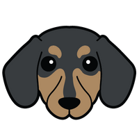Dachshund